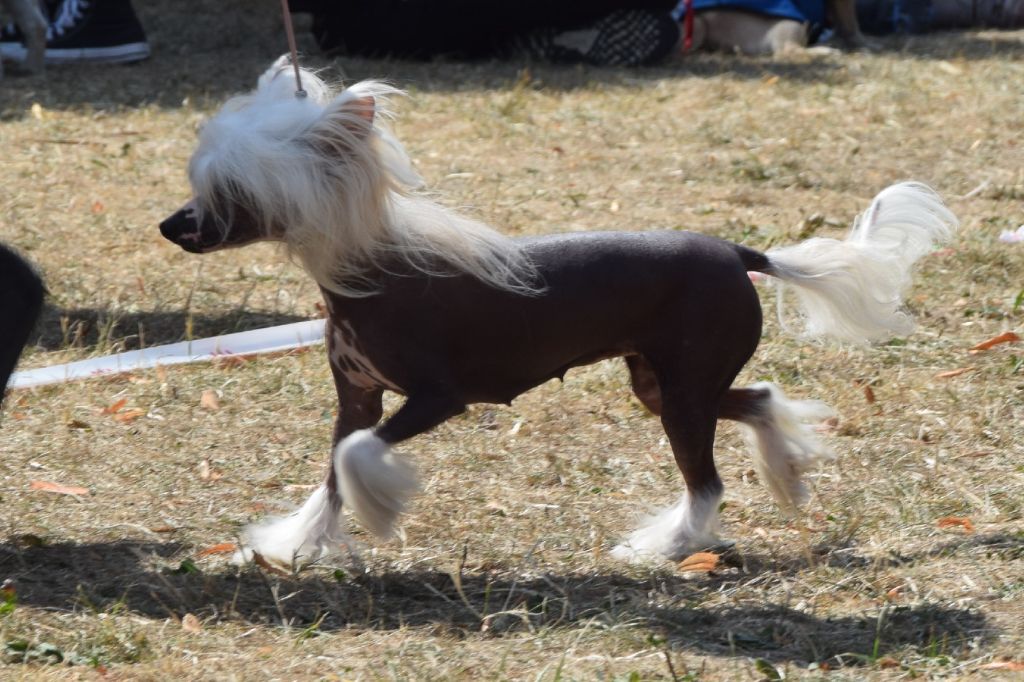 Shalimar Little Champs - 2ème Excellent