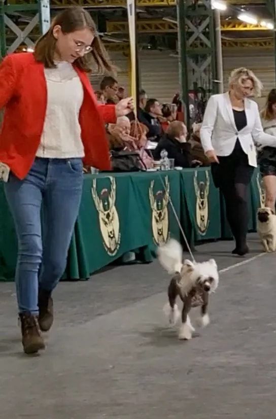 Shalimar Little Champs - 1ère Excellent - Meilleur Jeune