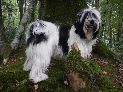 Étalon Terrier Tibetain - Kundali Mandala in the sky