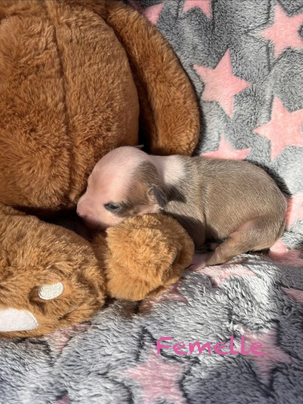 Collier fushia - American Staffordshire Terrier