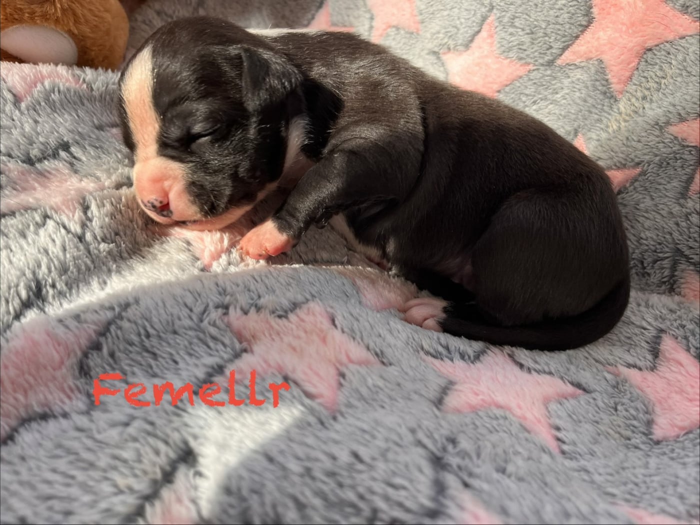 Collier rouge - American Staffordshire Terrier