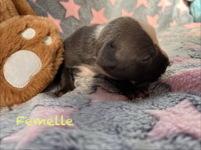 Les chiots de American Staffordshire Terrier