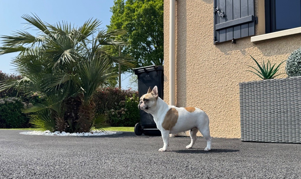 Utopya Domaine Des Boubous Des Terres Normandes