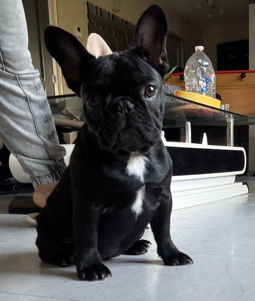 Athena des perles d'Aphrodite