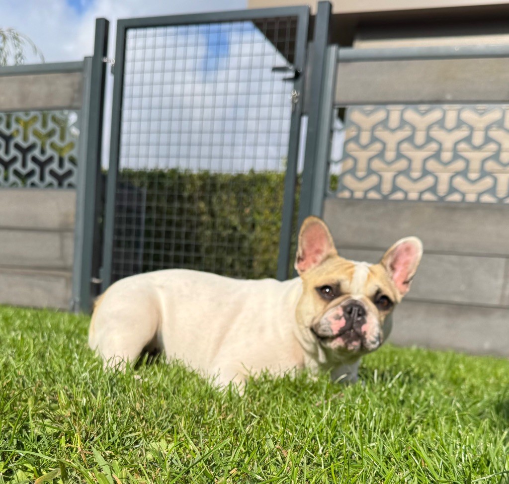 Utopya Domaine Des Boubous Des Terres Normandes