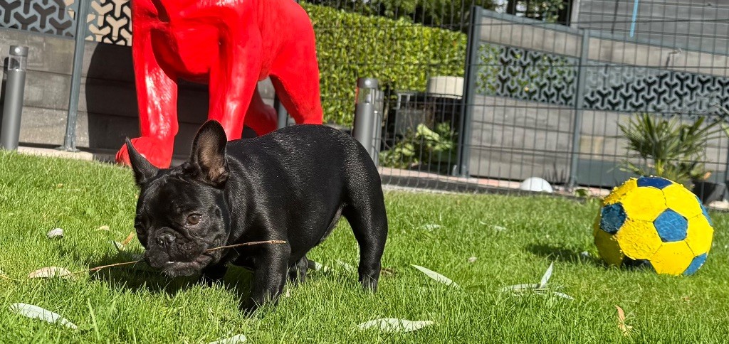 Athena des perles d'Aphrodite