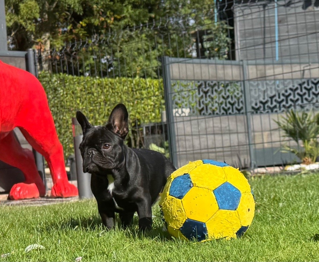 Athena des perles d'Aphrodite