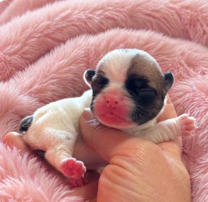 Bianca - Bouledogue français