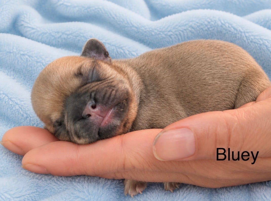 Bluey - Bouledogue français