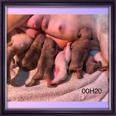 Les chiots de Bouledogue français