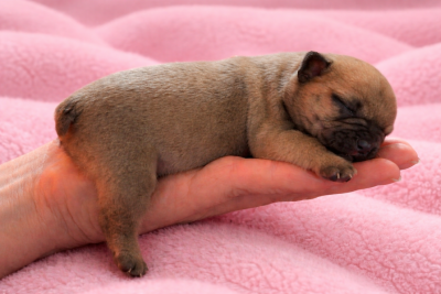 Les chiots de Bouledogue français
