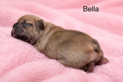 Les chiots de Bouledogue français