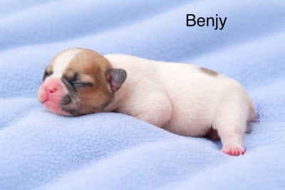 Les chiots de Bouledogue français