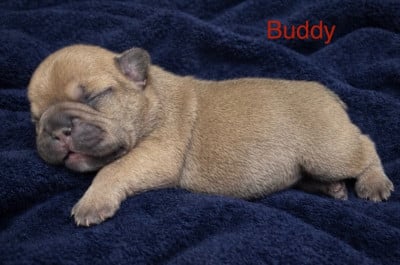 Les chiots de Bouledogue français