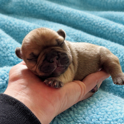 Les chiots de Bouledogue français
