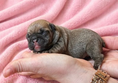 Bijou - Bouledogue français