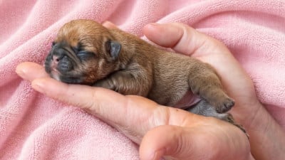 Buffy - Bouledogue français