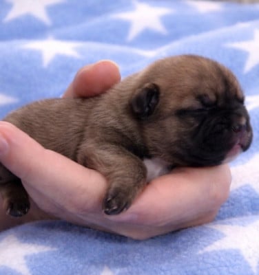 Bandit - Bouledogue français