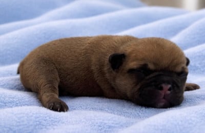 Baloo - Bouledogue français