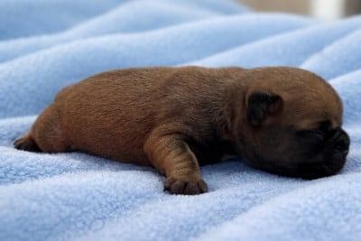 Bolt - Bouledogue français