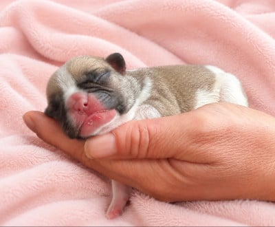 Les chiots de Bouledogue français
