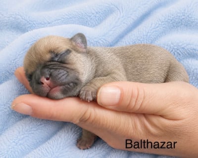 Les chiots de Bouledogue français