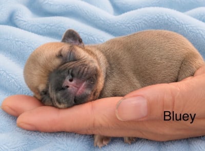 Les chiots de Bouledogue français