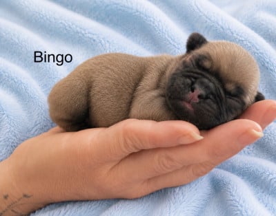 Les chiots de Bouledogue français
