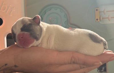 Les chiots de Bouledogue français