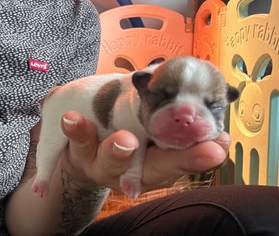 Les chiots de Bouledogue français