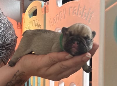 Les chiots de Bouledogue français