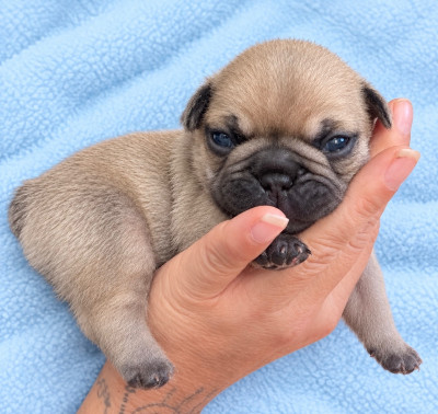 Les chiots de Bouledogue français