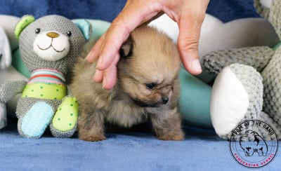 Les chiots de Spitz allemand