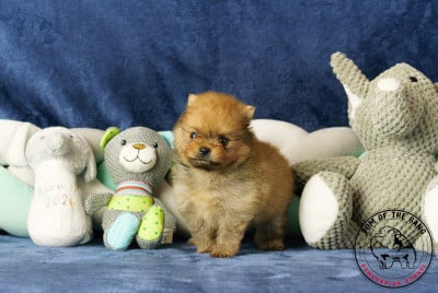 Les chiots de Spitz allemand
