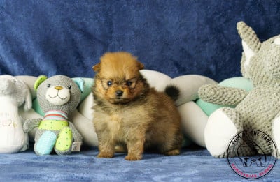Les chiots de Spitz allemand