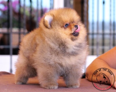Spitz allemand