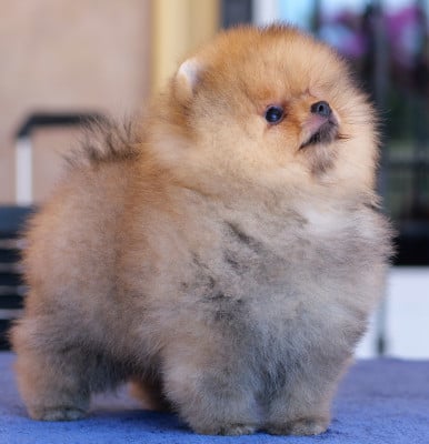 Limon - Spitz allemand
