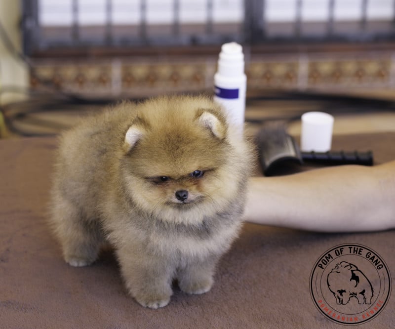 Spitz allemand - Pom Of The Gang