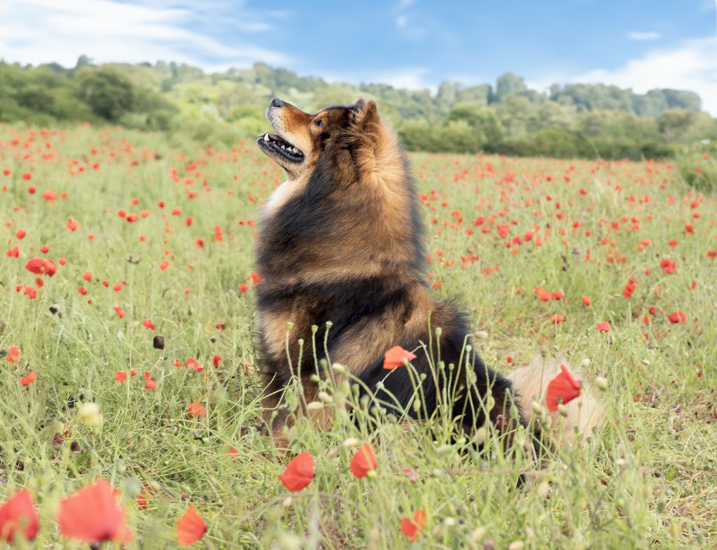 Publication : (Sans Affixe)