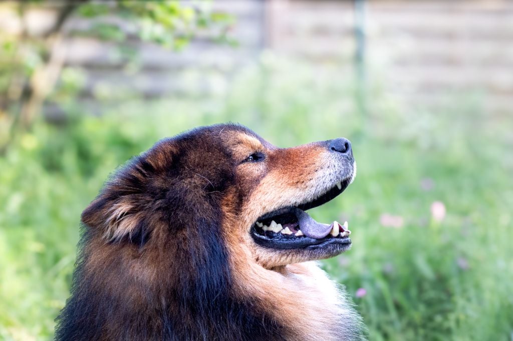 Publication : (Sans Affixe)