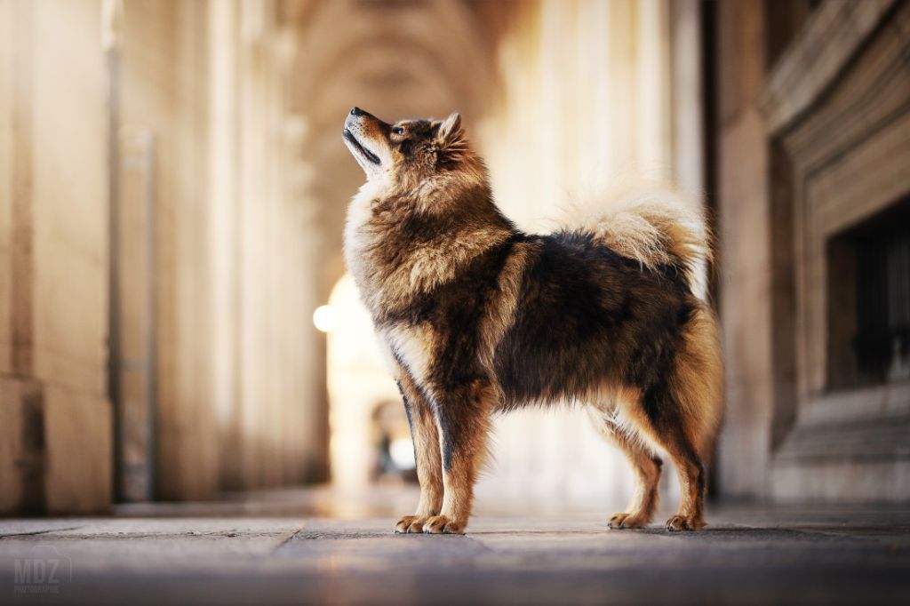 Publication : (Sans Affixe)