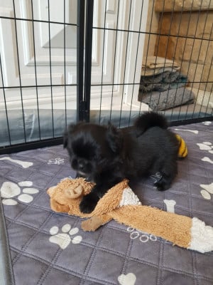 Les chiots de Epagneul tibetain