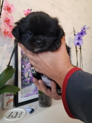 Les chiots de Epagneul tibetain