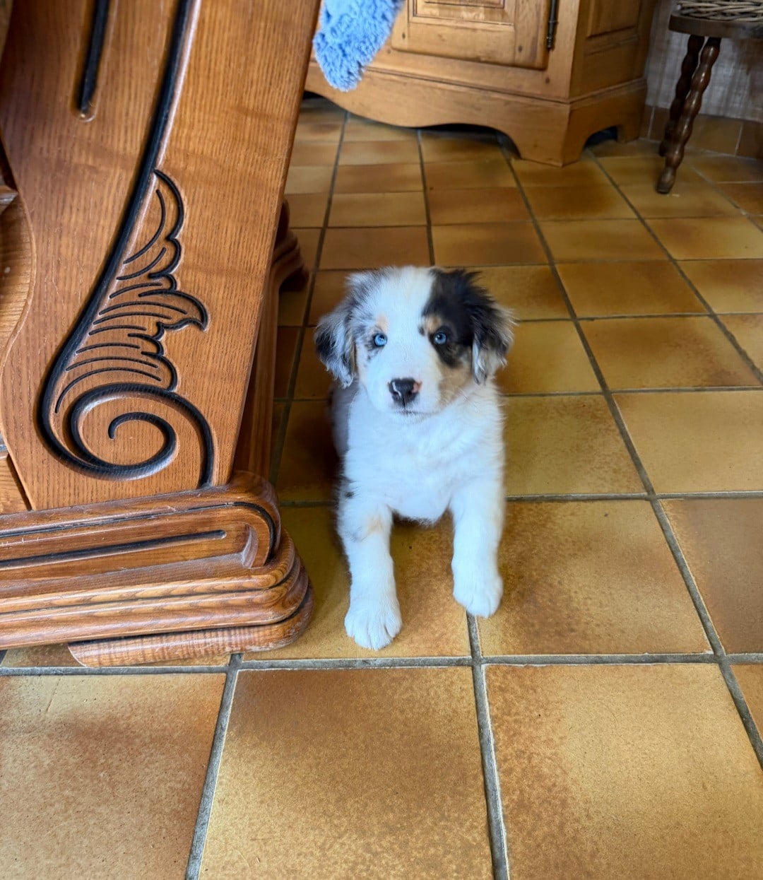 Berger Américain Miniature  - (Sans Affixe)