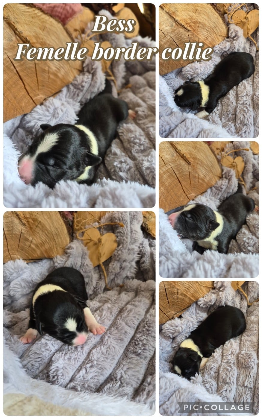 Border Collie - (Sans Affixe)