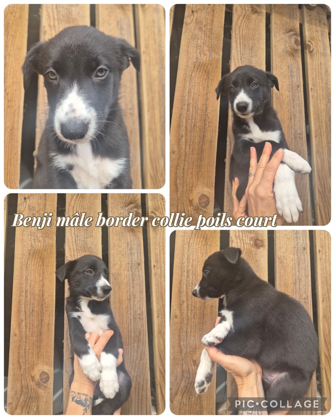 Border Collie - (Sans Affixe)