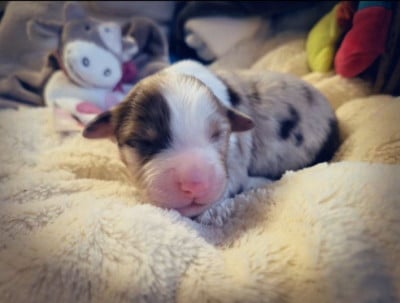 Les chiots de Berger Américain Miniature