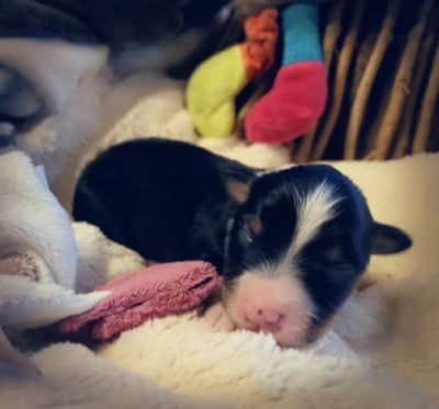 Les chiots de Berger Américain Miniature