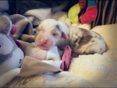 Les chiots de Berger Américain Miniature