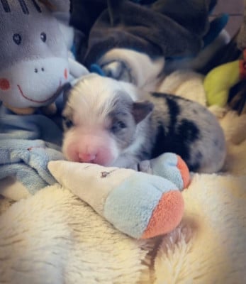 Les chiots de Berger Américain Miniature